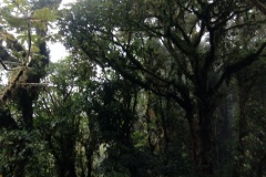 monteverde5