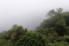 monteverde8