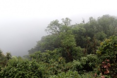 monteverde9