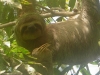 3-toed-sloth.jpg