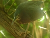 bird-manuel-antonio.jpg