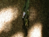 gold-butterfly-cocoons.jpg