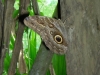owl-butterfly.jpg