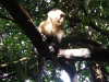 white-faced-monkey-3.jpg