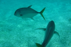 Hol-Chan-Marine-Reserve10