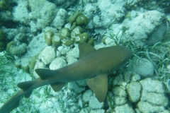 Hol-Chan-Marine-Reserve11