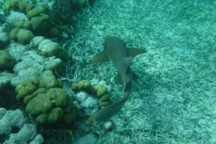 Hol-Chan-Marine-Reserve12