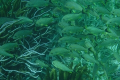 Hol-Chan-Marine-Reserve13