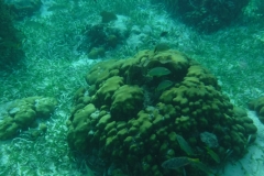 Hol-Chan-Marine-Reserve14