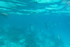 Hol-Chan-Marine-Reserve15