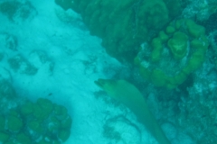 Hol-Chan-Marine-Reserve16