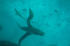 Hol-Chan-Marine-Reserve17