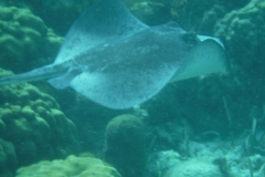 Hol-Chan-Marine-Reserve18