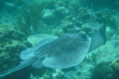 Hol-Chan-Marine-Reserve19