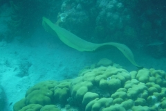 Hol-Chan-Marine-Reserve20