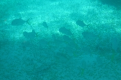 Hol-Chan-Marine-Reserve3