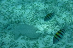 Hol-Chan-Marine-Reserve4