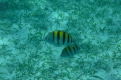 Hol-Chan-Marine-Reserve5