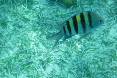 Hol-Chan-Marine-Reserve6