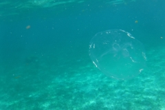 Hol-Chan-Marine-Reserve7