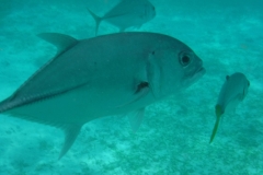 Hol-Chan-Marine-Reserve8