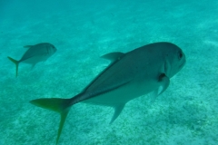 Hol-Chan-Marine-Reserve9