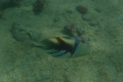 snorkle1