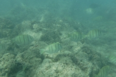 snorkle10