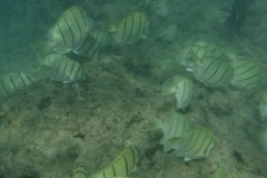 snorkle11