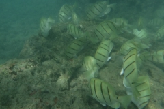 snorkle12