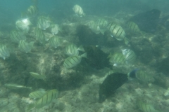 snorkle14