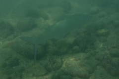 snorkle15