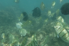 snorkle17
