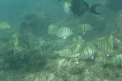 snorkle18