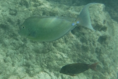 snorkle2
