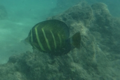 snorkle3