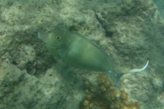 snorkle4
