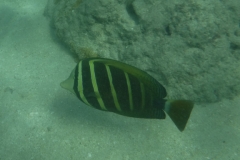 snorkle6