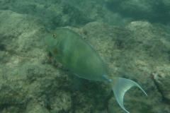 snorkle7