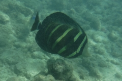 snorkle8