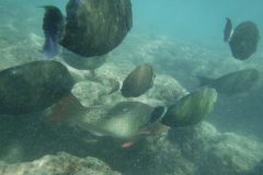 snorkle9