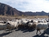 Sheep2