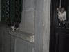 Cats2