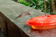 hummingbird1
