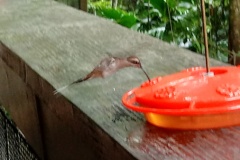 hummingbird2
