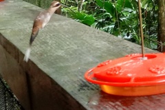 hummingbird3