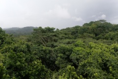 panama-jungle1