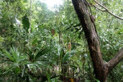 panama-jungle2
