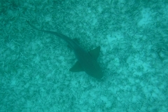 DSCF0364