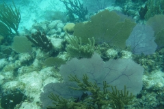 DSCF0374